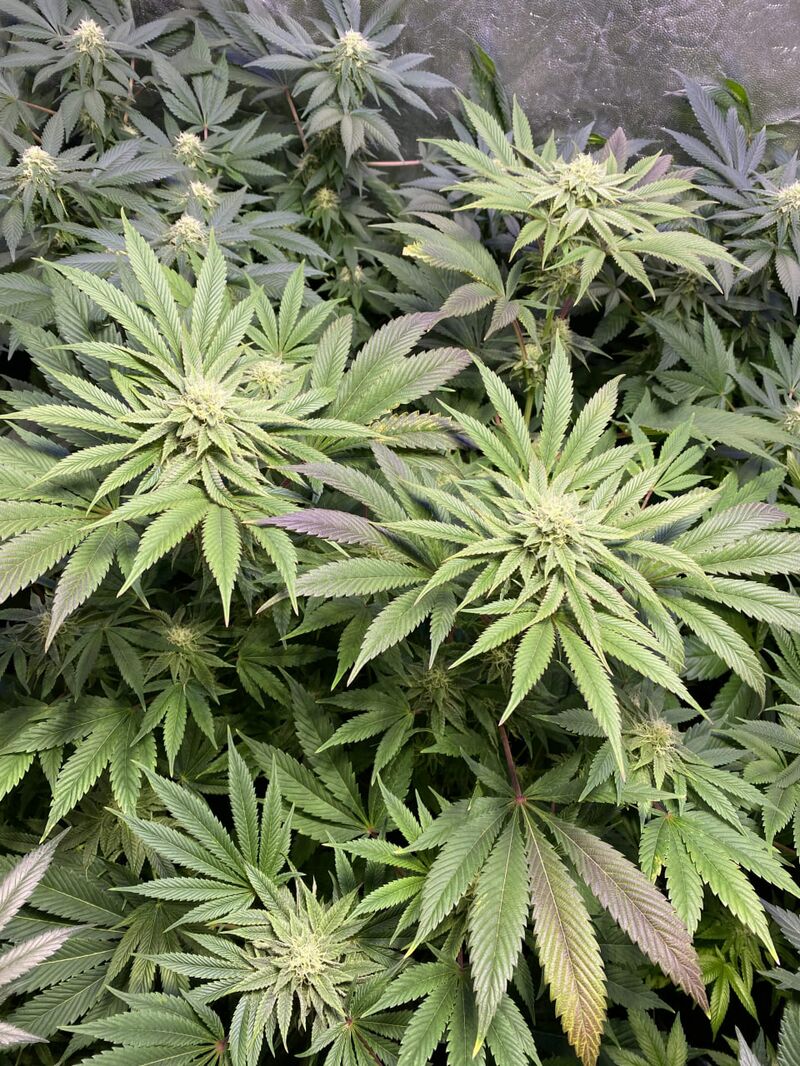 Muse, Фасовка: 3+3, изображение 3